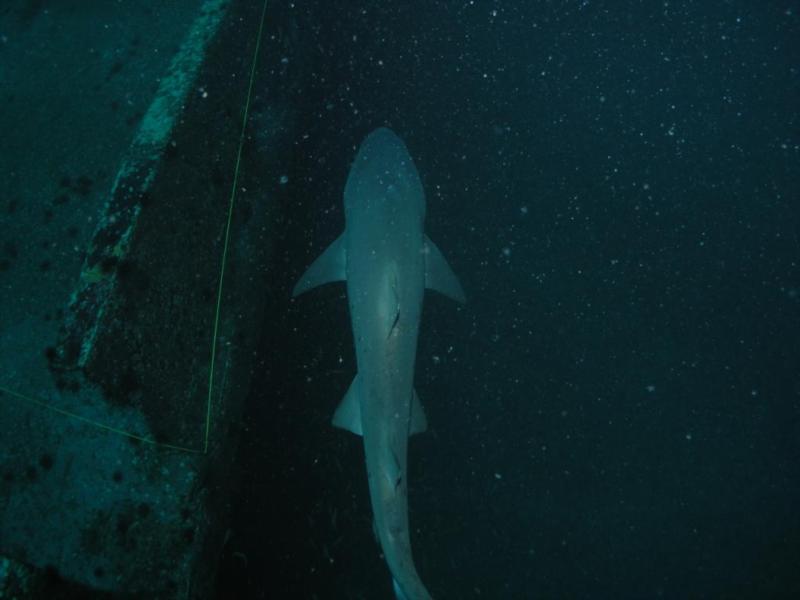 Sandbar Tiger on the U-352