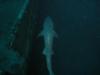 Sandbar Tiger on the U-352