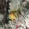 Blenny