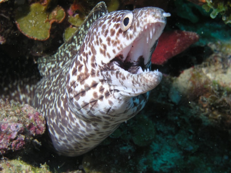 a happy moray in St. Criox