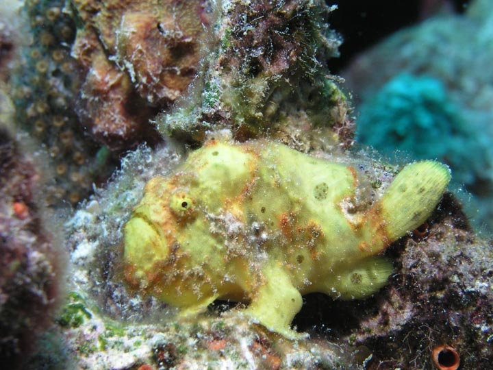 Frog Fish