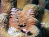 xmas tree worm