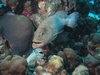 grouper at cleaning station