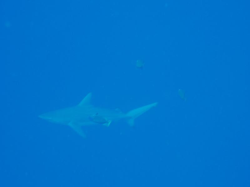 Galapagos Shark, Kona Hi Hoover dive site