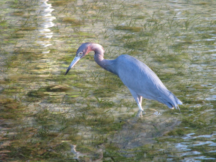 A new friend in the Keys