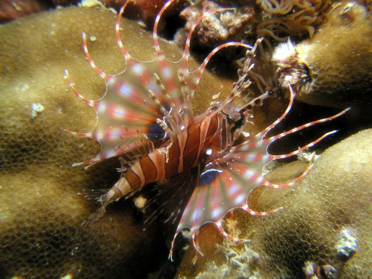 Lion Fish Borneo