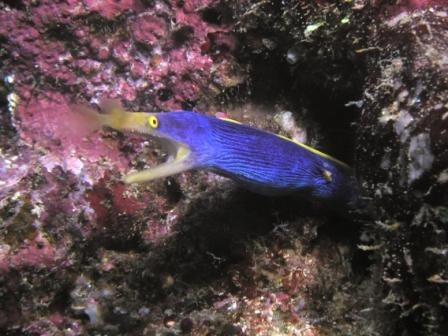 Blue Ribbon Eel Fiji