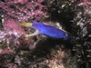 Blue Ribbon Eel Fiji