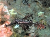 Ghost Pipe Fish Indonesia