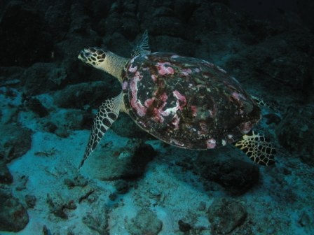 Turtle Thailand