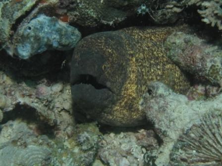 Gold Spotted Eel
