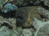 Gold Spotted Eel