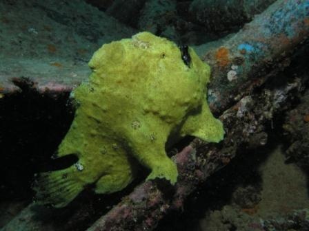 Giant Yellow Frog Fish