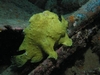 Giant Yellow Frog Fish