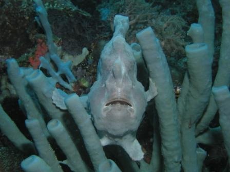 Frog Fish Borneo