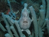 Frog Fish Borneo