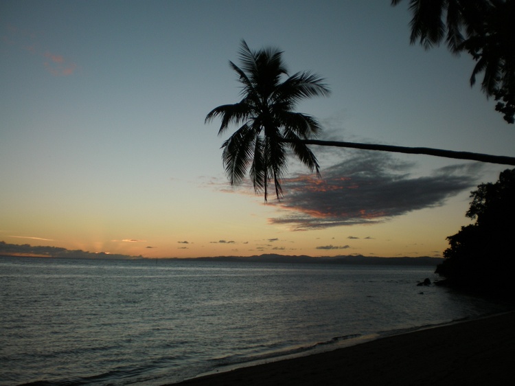 The Side-Growing Palm Tree—Yes, it does exist