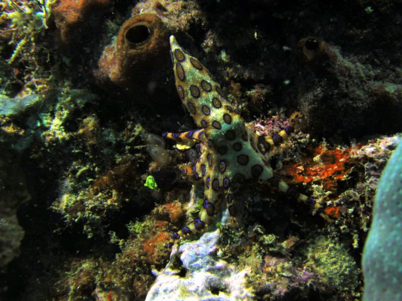 Blue Ring Octopus - Malaysia