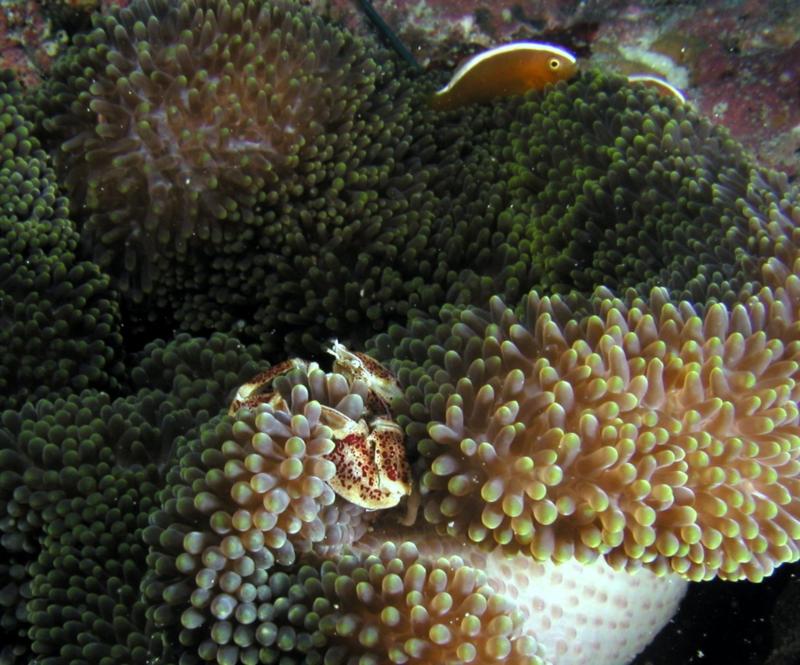 Magnificent Anemone Crab