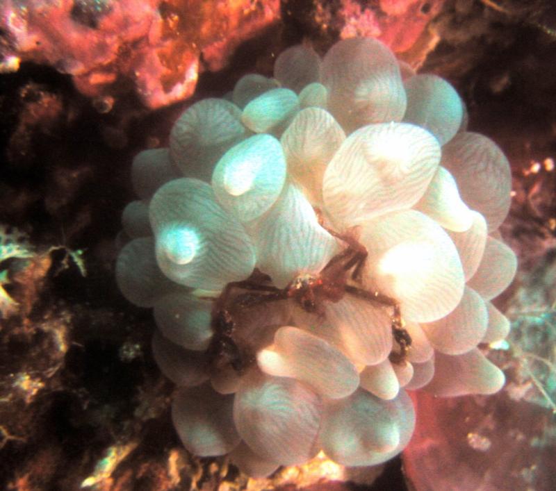 Orangutan Crub on Bubble Coral