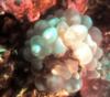 Orangutan Crub on Bubble Coral