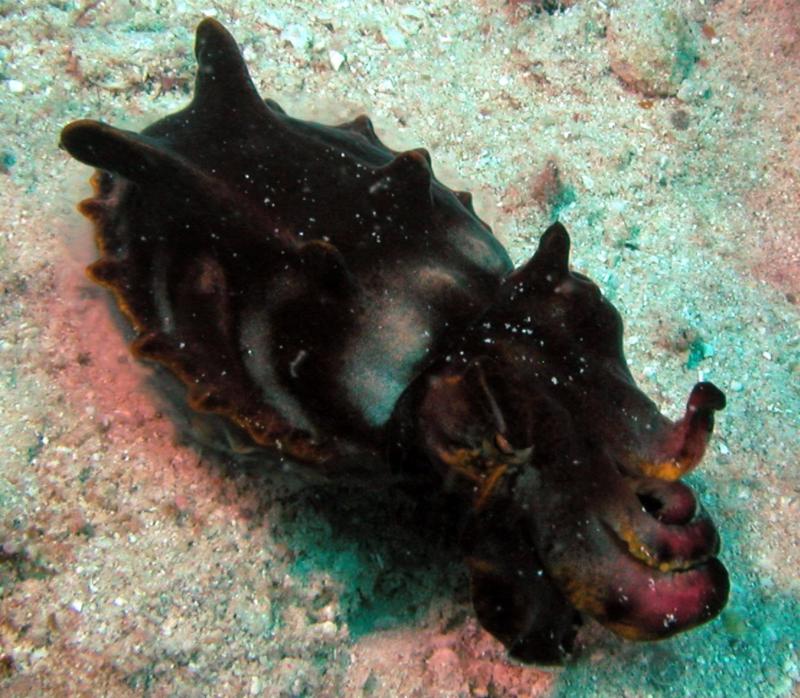 Pfeffer’s Flamboyant Cuttlefish