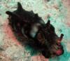 Pfeffer’s Flamboyant Cuttlefish