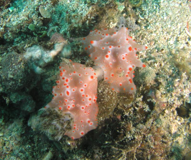 Halgerda batangas mating