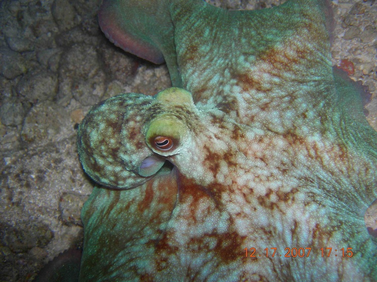 Cozumel Octopus