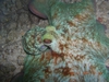 Cozumel Octopus