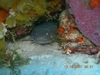 Toadfish in Cozumel