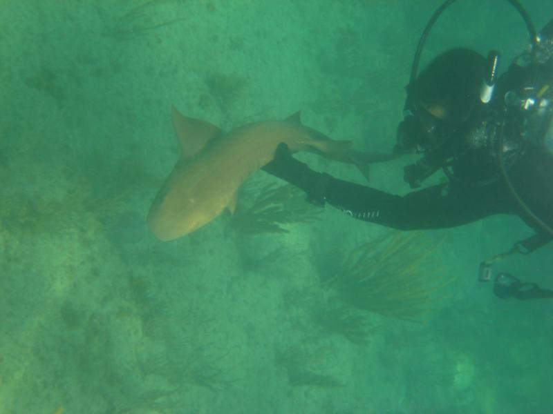 Trying to revive Nurse Shark