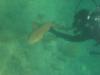Trying to revive Nurse Shark