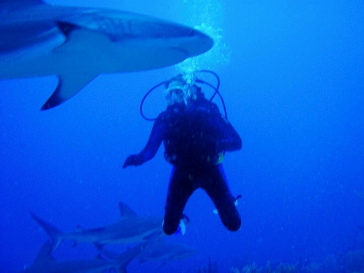 Shark dive