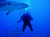 Shark dive