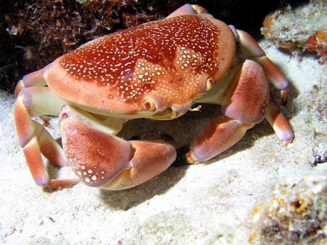 Coral Crab