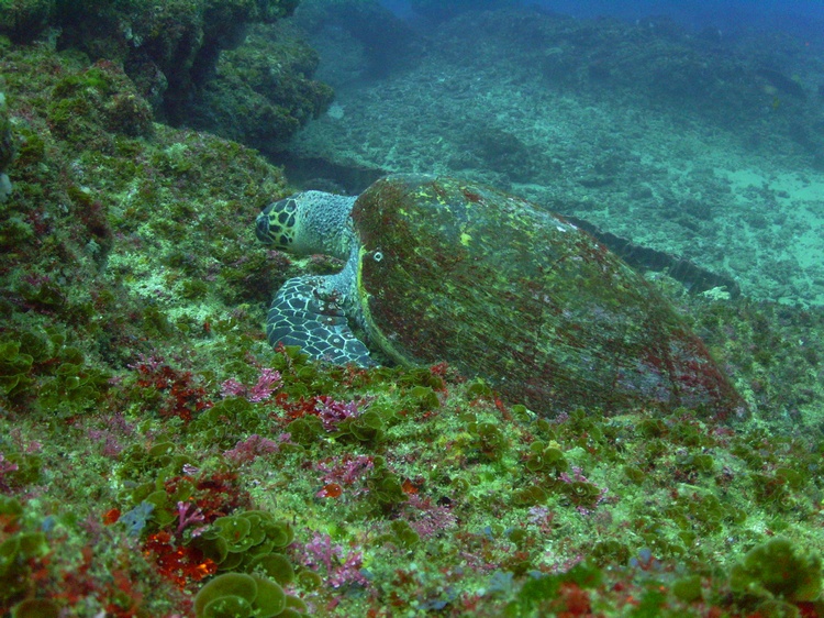  Turtle (Aliwal Shoall) South Africa
