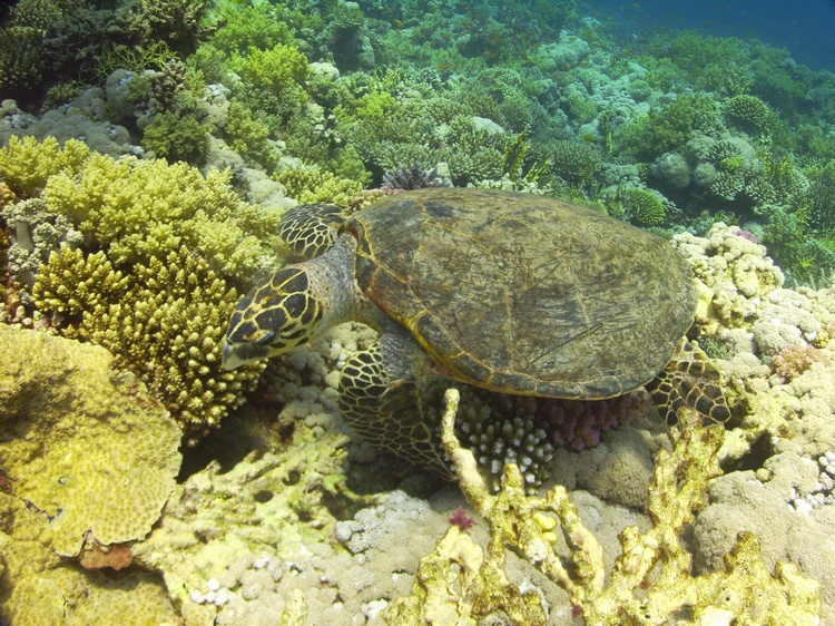 Turtle -Red Sea