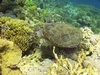 Turtle -Red Sea