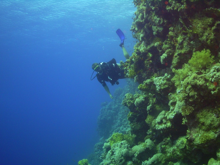 Red Sea wall dive