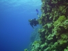 Red Sea wall dive
