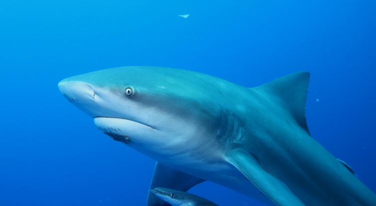 Mozambique (Bull Shark ) Africa