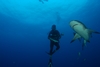 Me And Bull shark(Mozambique-Africa)