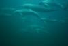 Dolphins in Mozambique