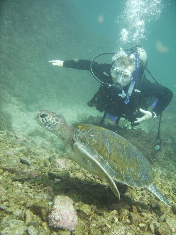 sea turtle in San Carlos