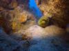 Cool Green Moray Eel