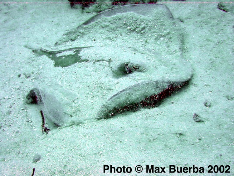 Sting Ray