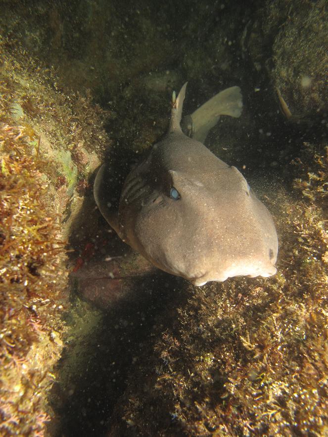 mexican horn shark