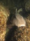 mexican horn shark