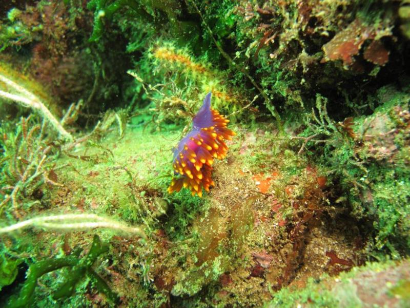 nudibranches everywhere